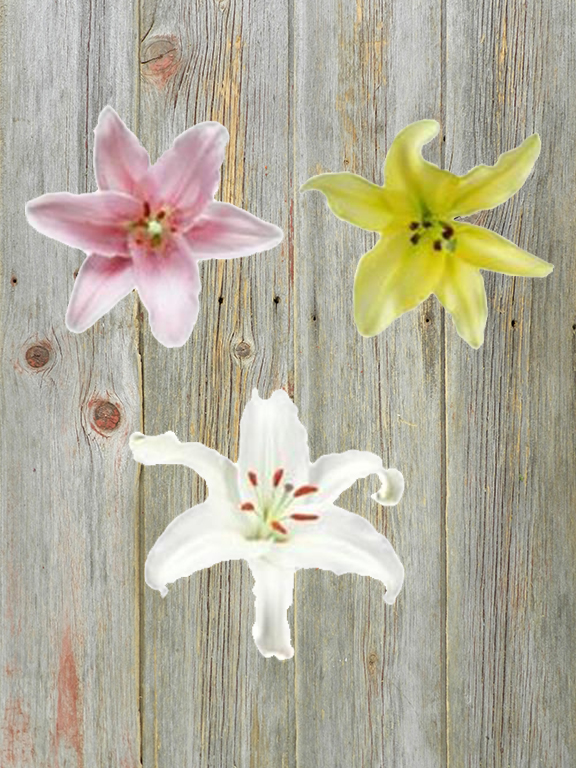 PINKS, WHITE, & YELLOW  ASSORTED ORIENTAL LILIES